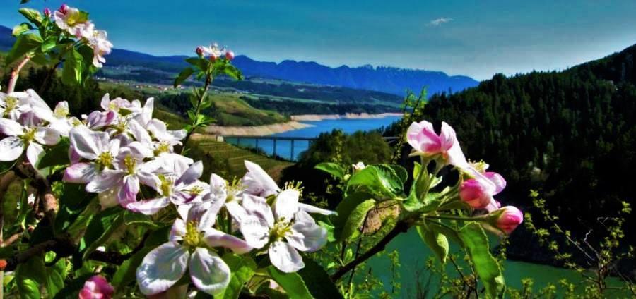 فيلا Agritur Leita توينو المظهر الخارجي الصورة