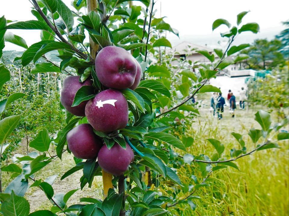 فيلا Agritur Leita توينو المظهر الخارجي الصورة
