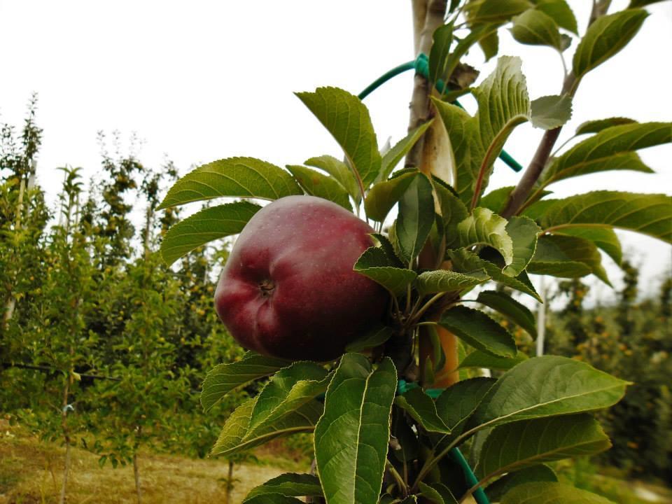 فيلا Agritur Leita توينو المظهر الخارجي الصورة