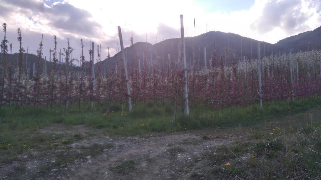 فيلا Agritur Leita توينو المظهر الخارجي الصورة
